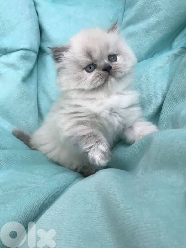Persian Blue eyes kitten Delivery all over Lebanon 0