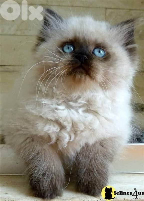 Himalayan Kitten Delivery available 0