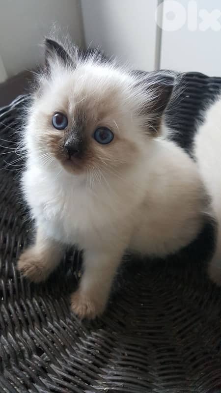 Himalayan kittens Cat قطط 0