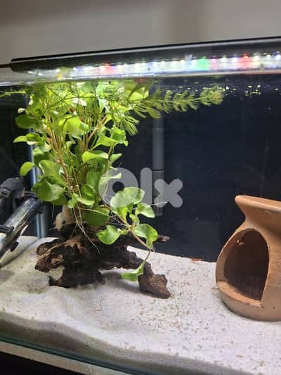 Aquarium Fully Equipped