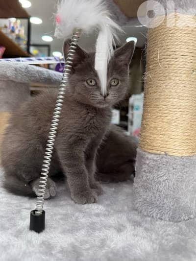 British Shorthair