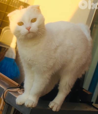 scottish fold 100$ female