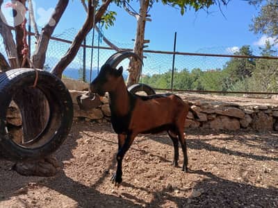 ماعز البين alpine goat