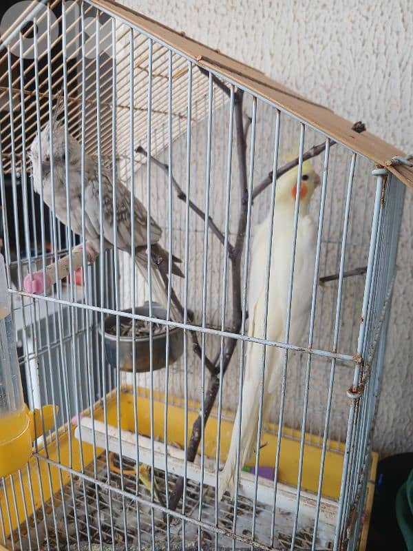 female karawan 0