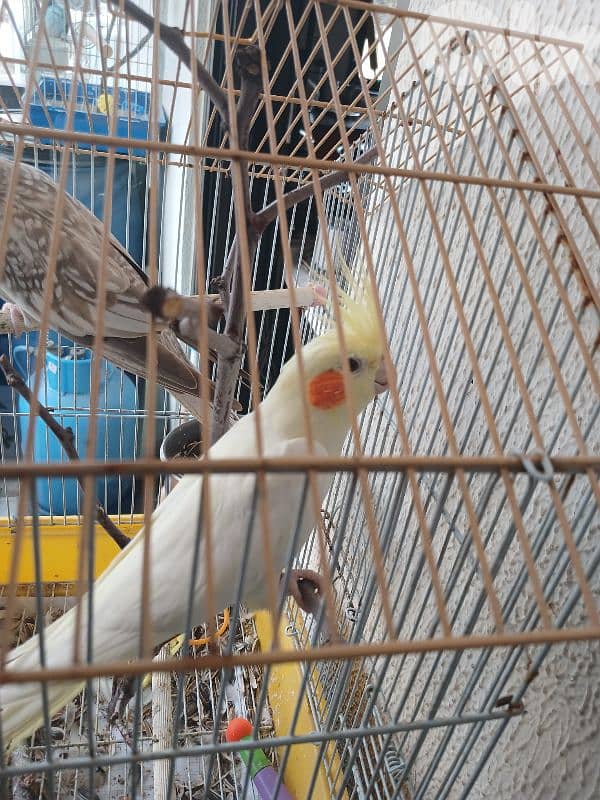 female karawan 1