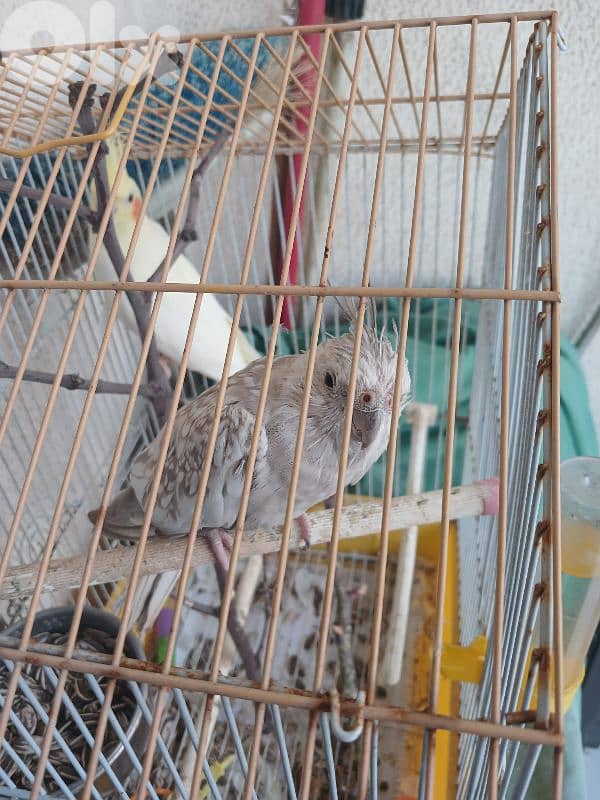 female karawan 2