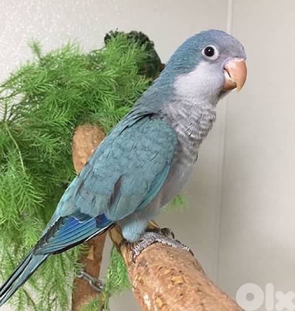 quaker parrot blue ازرق سوبر ترويض كويكر 0