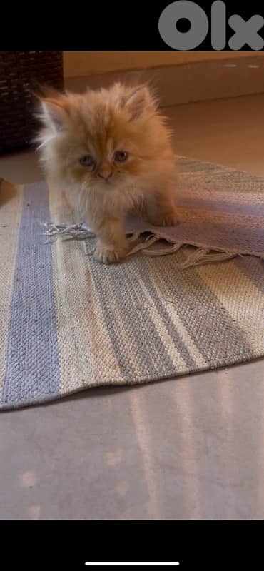 2 kitten exotic persian for sale 160$ per one 5