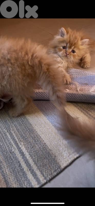 2 kitten exotic persian for sale 160$ per one 17