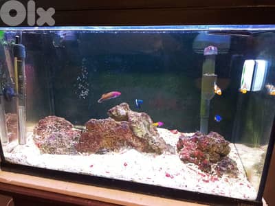 Saltwater aquarium + fishes 75 liter