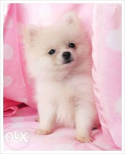 Pomeranian Spitz White Mini Size WE DELIVER