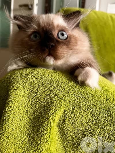 birman kitten with folded ears