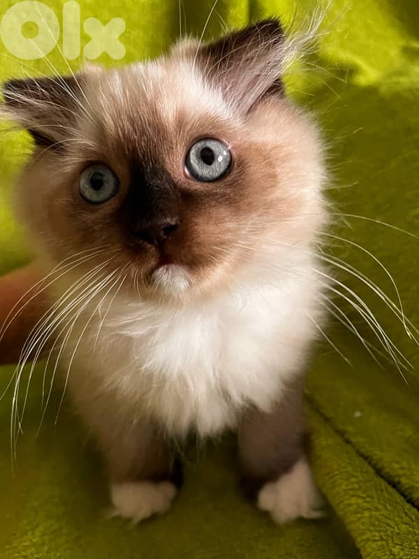 birman kitten with folded ears 1