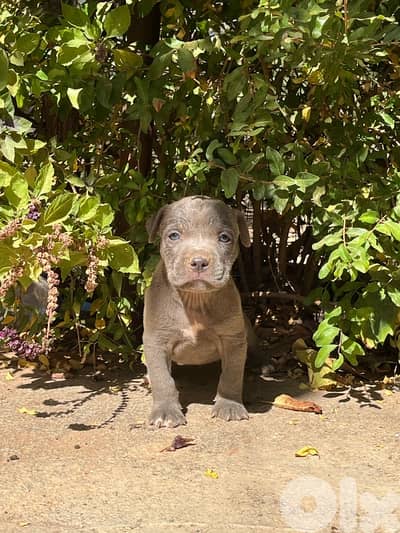 Pitbull puppies
