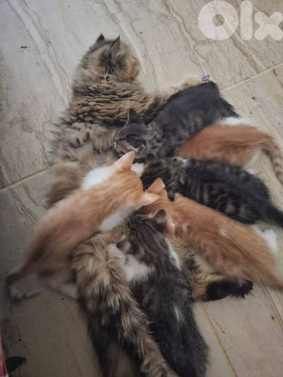 Kittens