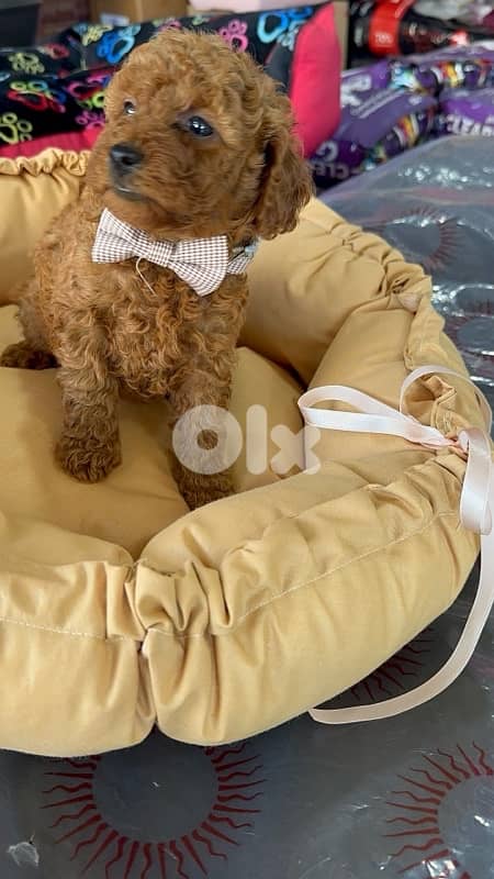 poodle available at store 0
