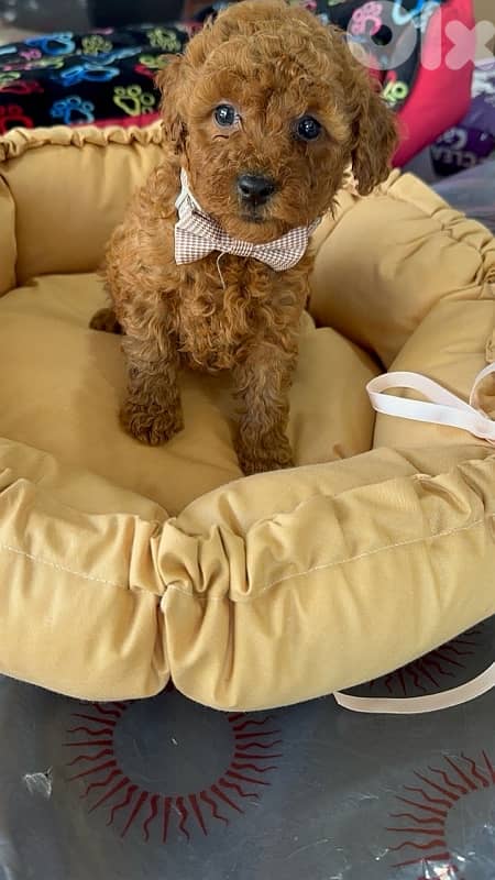 poodle available at store 1
