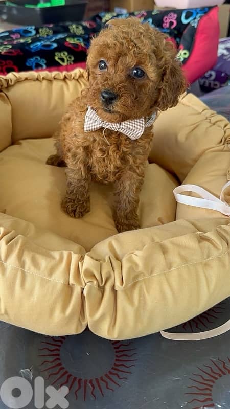 poodle available at store 2