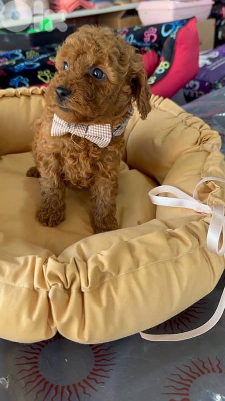 poodle available at store 3