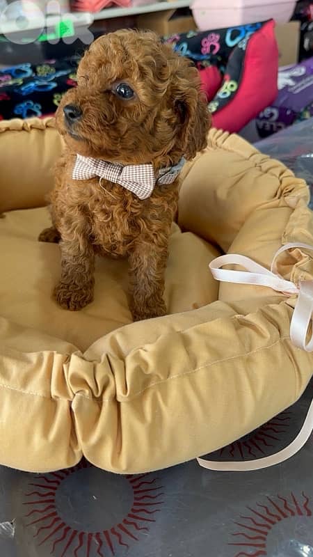 poodle available at store 4