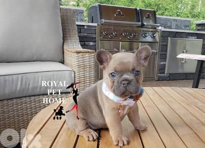 French Bulldog Fawn frenchie