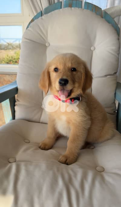 Puppy for sale