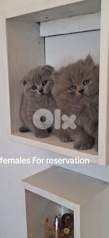 scottish fold british shorthair female for reservation