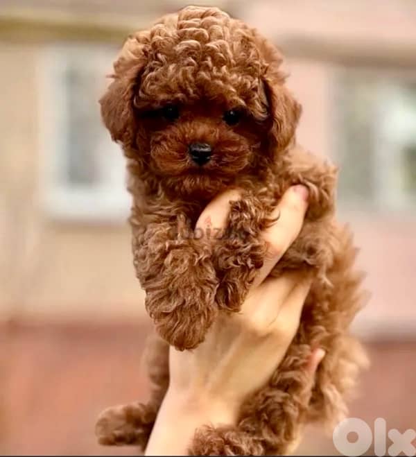 Adorable Toy Poodle puppy Red Brown in store & Delivery كلب 0
