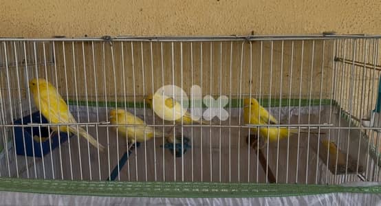 كناري نوع لونغ شاير
