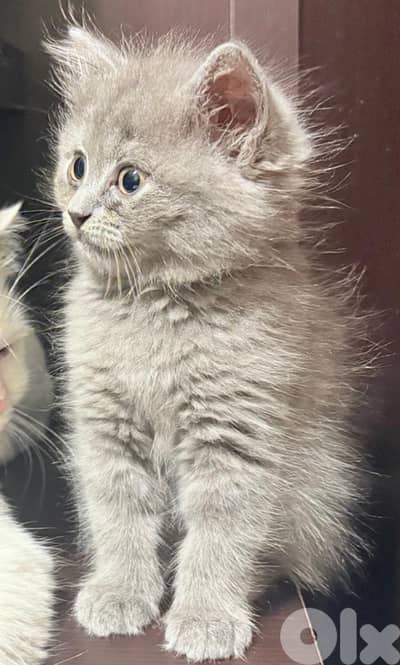 persian mixed british kitten