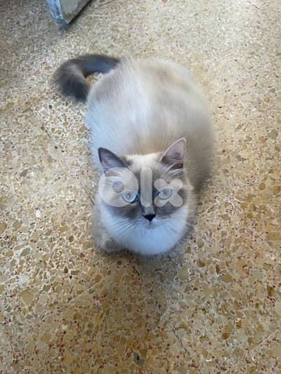 pregnant ragdoll cat