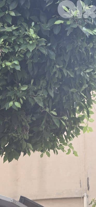 من المالك مباشرLand for sale in ballouneh نقبل مقايدة