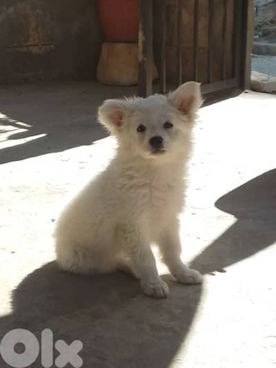 Loulou puppy