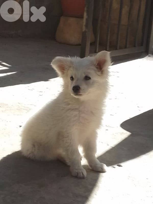 Loulou puppy 1