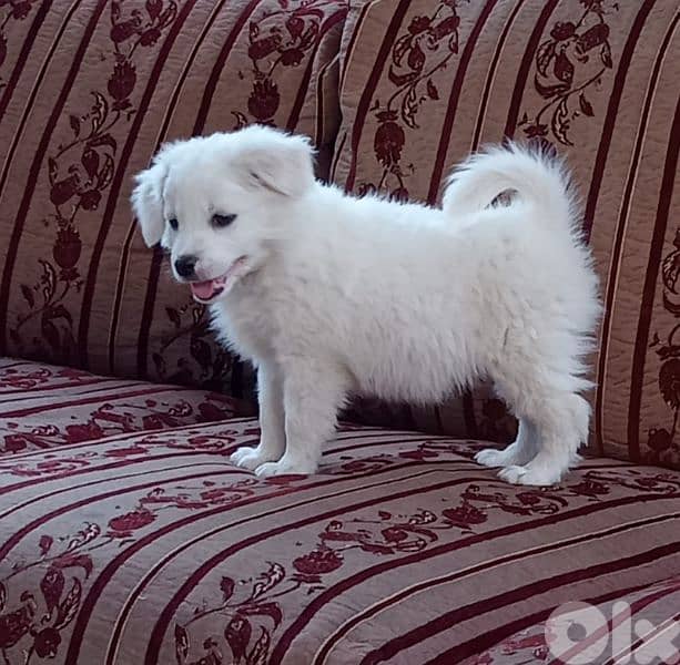 Loulou puppy 2