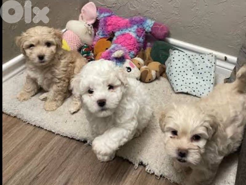 maltipoo 0