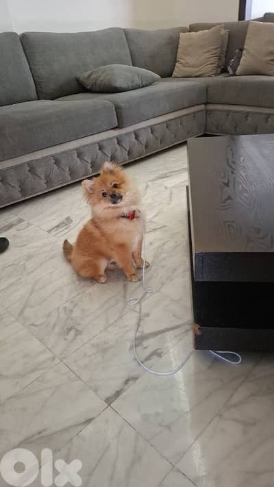 pomeranian spits for sale not adoption
