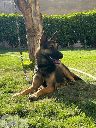 German shepherd