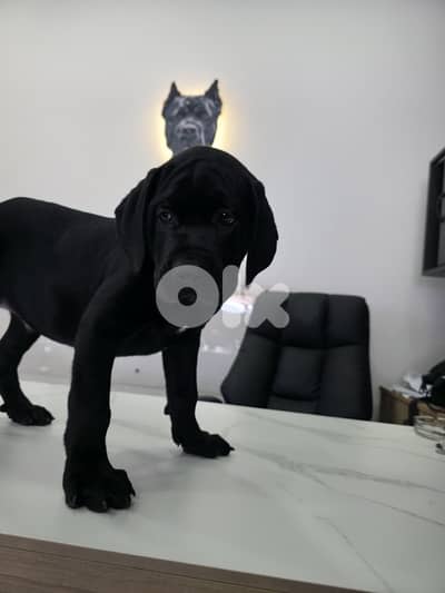 cane corso male puppy