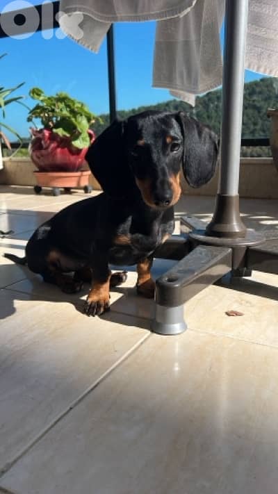 Dachshund Puppy
