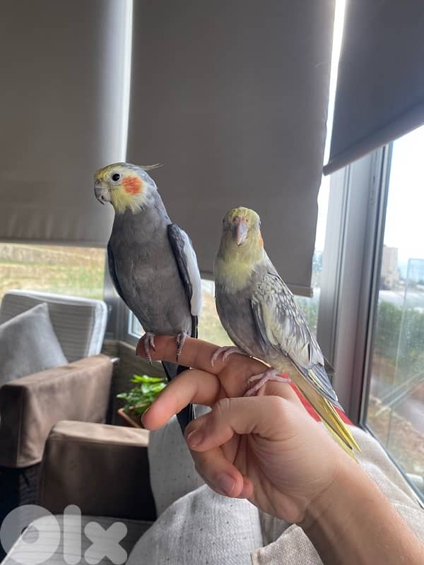 Male and Female tamed cocktails for sale 0