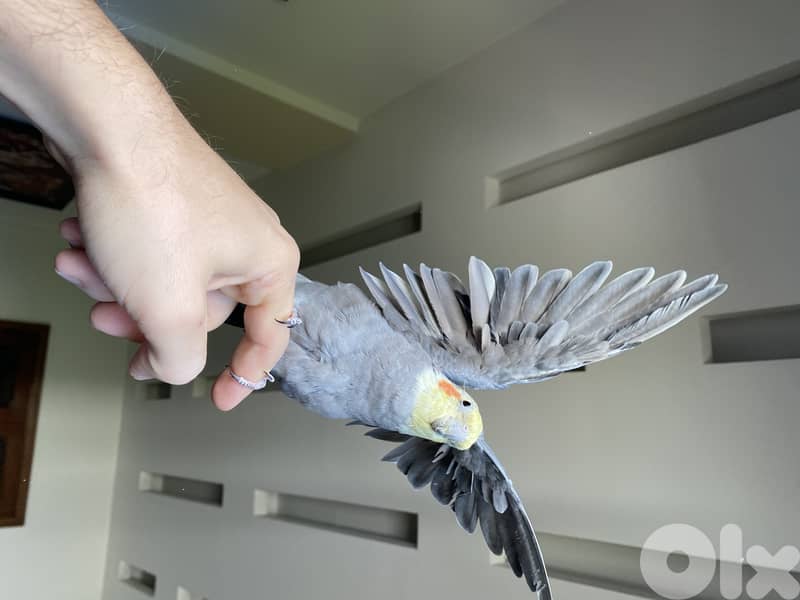Male and Female tamed cocktails for sale 1