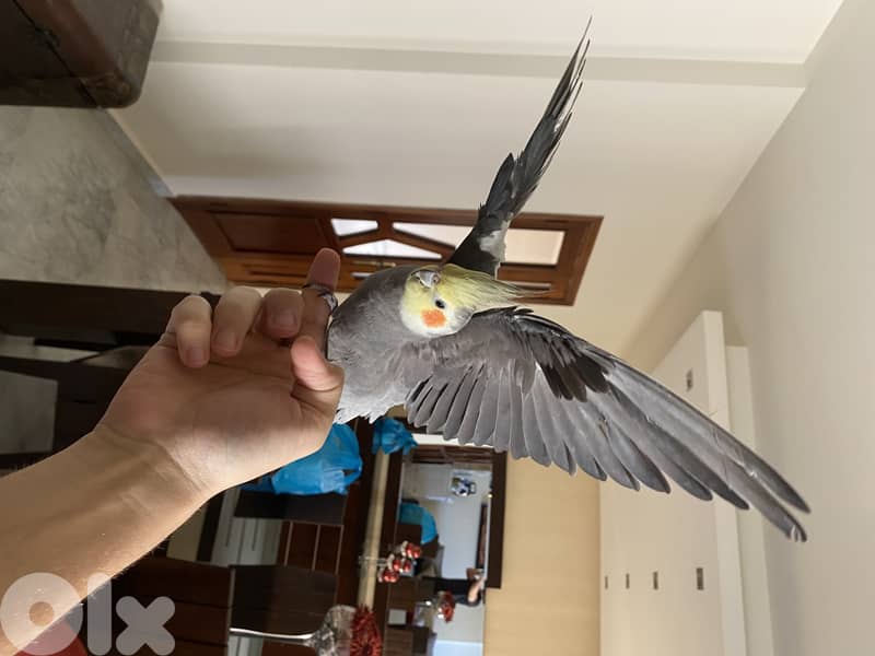 Male and Female tamed cocktails for sale 2