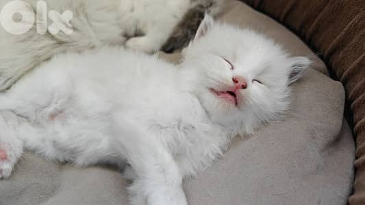 ragdoll kitten