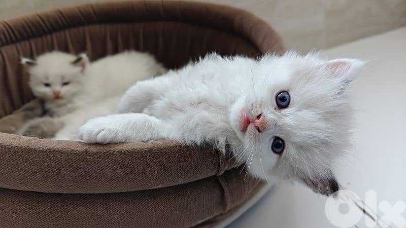 ragdoll kitten 8