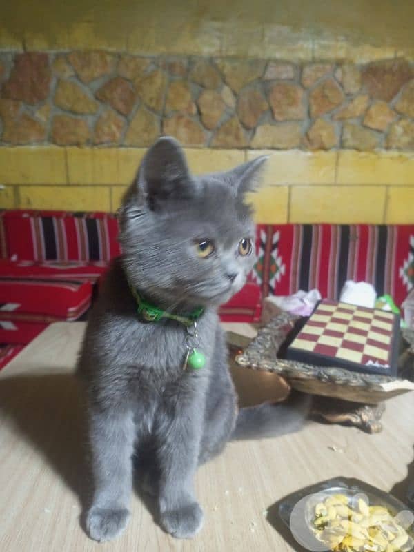 قط سكوتش للبيع 1