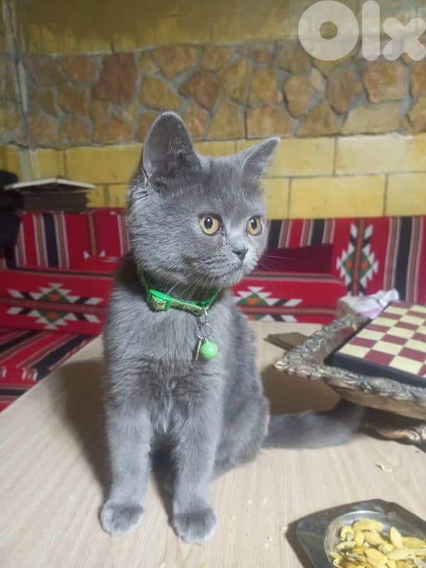 قط سكوتش للبيع 2