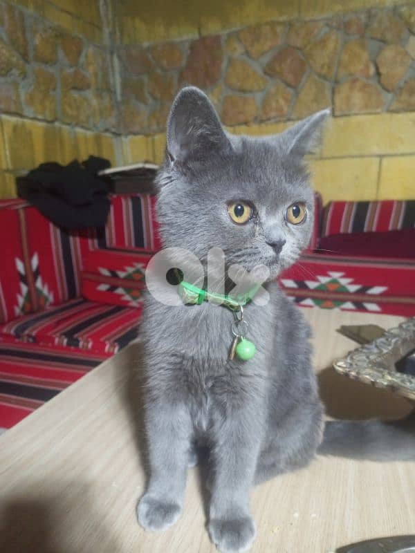 قط سكوتش للبيع 3