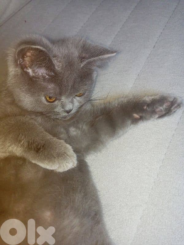 قط سكوتش للبيع 4