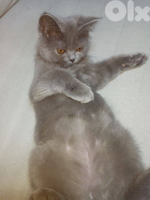 قط سكوتش للبيع 5